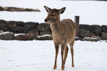 雪景色の奈良公園