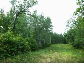 Green Natural Summer Trees and Path