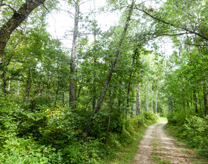 Green Summer Trees with Trail