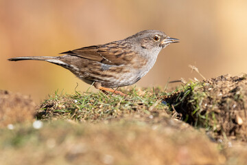 DUNNOCK (Prunella modularis) feeding in the meadow on an ocher and unfocused background. Spain