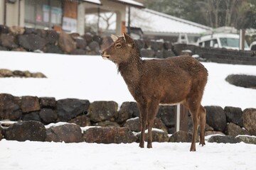 雪景色の奈良公園