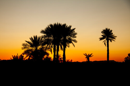 Palm trees with beautiful sunset in Morocco, Africa. Horizontal format