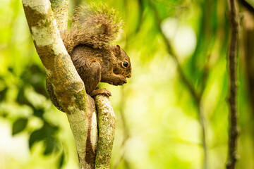 Squirrel known as caxinguelê on a branch, eating a coconut.