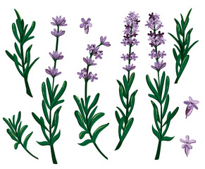 Naklejka na ściany i meble set of lavender. Vector graphics. eps