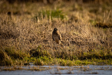 Predator hawk bird standing alone in a grassy field eating a mouse or vole
