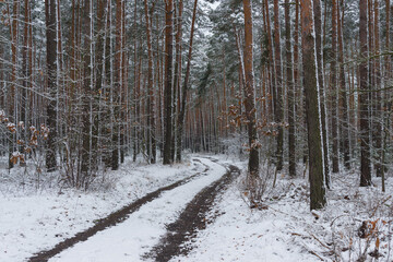 Śnieżna zima w sosnowym lesie. © boguslavus