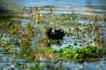 American coot bird (Fulica americana) swimming in lake