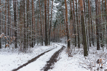 Śnieżna zima w sosnowym lesie. © boguslavus