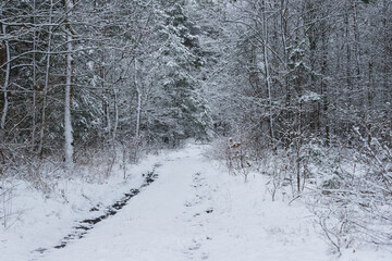 Śnieżna zima w sosnowym lesie. © boguslavus