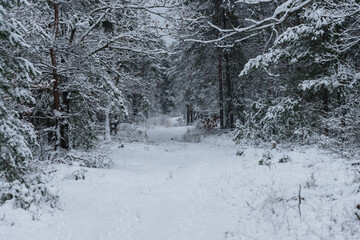 Śnieżna zima w sosnowym lesie. © boguslavus