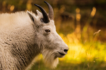 Portrait of mountain goat in Pacific Northwest USA