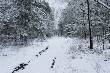 Śnieżna zima w sosnowym lesie. © boguslavus