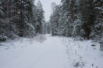 Śnieżna zima w sosnowym lesie. © boguslavus