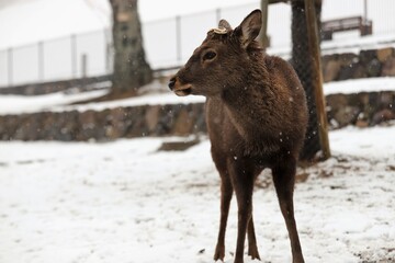 雪景色の奈良公園