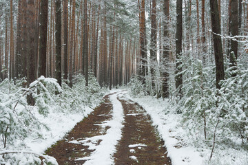 Śnieżna zima w sosnowym lesie. © boguslavus