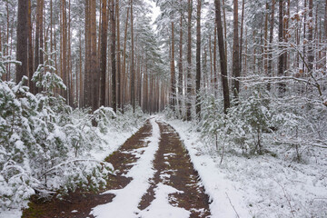 Śnieżna zima w sosnowym lesie.