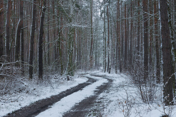 Śnieżna zima w sosnowym lesie. © boguslavus