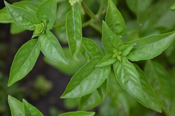 Basil plant in the garden. Blooming herbal plant. Fresh green leaves of thai basil. Italian cuisine herb.