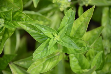 Basil plant in the garden. Blooming herbal plant. Fresh green leaves of thai basil. Italian cuisine herb.