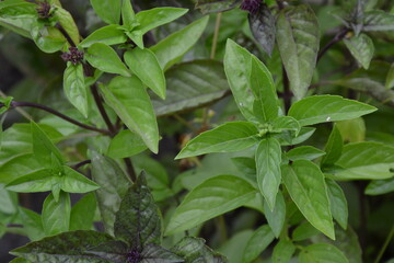 Basil plant in the garden. Blooming herbal plant. Fresh green leaves of thai basil. Italian cuisine herb.