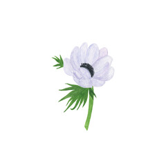 White anemone flower delicate watercolor floral illustration in vintage style, perfect for greeting card, banner, wedding invitation and accessories, Easter, Mother's day decor