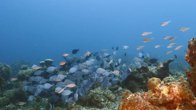 School of Blue Tang in turquoise water of coral reef in Caribbean Sea, Curacao