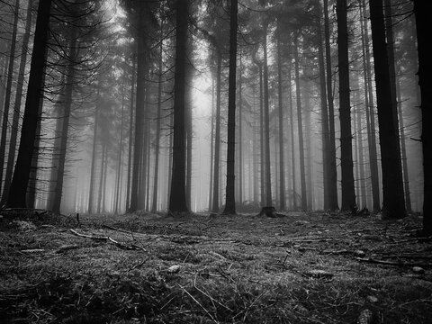 Black and white forest landscape photographed with iphone