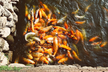 A mass of fish competing for food.
