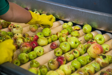 Production line for processing apples for the production of fresh juice