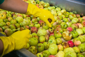 Production line for processing apples for the production of fresh juice