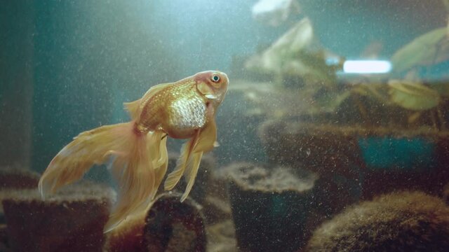Two golden fishes lives in the green aquarium