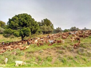herd of cows
