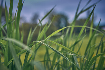 green grass in the wind