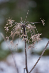 Macro Winter Spring