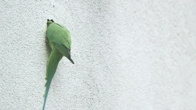 these wild parrots in cologne city are pretty uncommon to see its not usual to see green exotic birds flying through the streets. They now use house walls to nest.