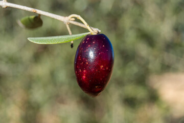 Aceituna para aceite de oliva