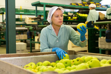 Woman worker sorting and preparing apples for packaging at factory, workers on background