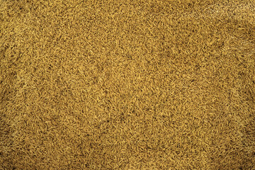 Organic Paddy rice background, Paddy rice prepare to sell.