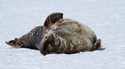 Obraz premium Weddell Seal basking in the snow