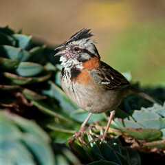 Rufous-collard Sparrow