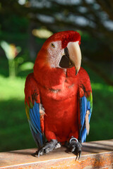 Scarlet macaw at the Tambopata Research Center, Peruvian Amazon