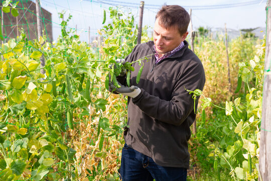 Focused Farmer Engaged In Cultivation Of Organic Vegetables, Controlling Growth Of Green Peas On Farm Field