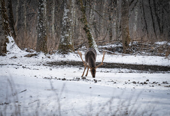 Hirsch im verschneideten Wald