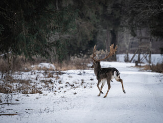 Hirsch im verschneideten Wald