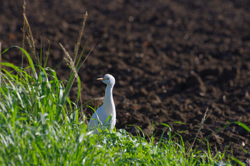 Offspring of a cattle egret in a field searching for food