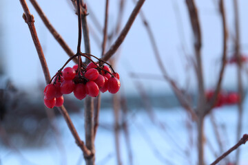 Viburnum berries hanging on a branch  in the winter. Winter berries.