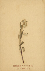 vintage retro alt old Trockenblume pressed dried flower japan nippon Vorderseite front #2...