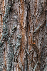 vertical bark tree texture, taken in flat light conditions.