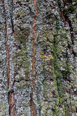 Fototapeta premium vertical bark tree texture, taken in flat light conditions.