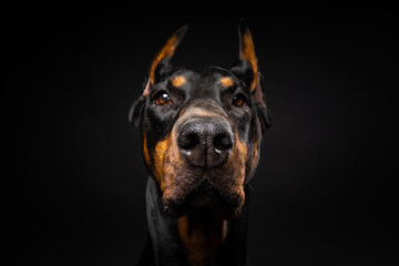 Portrait of a Doberman dog on an isolated black background.